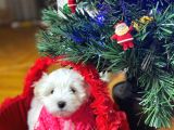 Maltese Yavrulari̇mi̇z