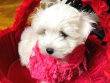 Maltese Yavrulari̇mi̇z