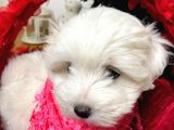 Maltese Yavrulari̇mi̇z