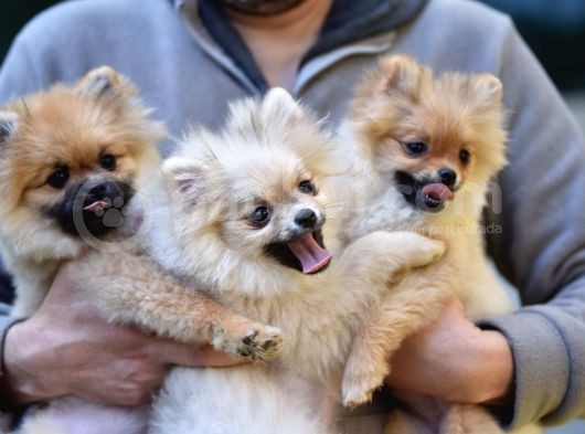 Orange Pomerani̇an Boo Yavrusu görsel
