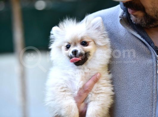 Di̇şi̇ Pomerani̇an Boo Yavrularimiz görsel
