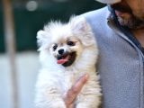 Orange Pomerani̇an Boo Yavrusu