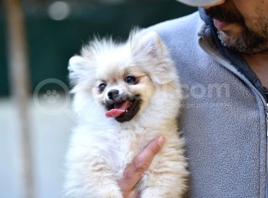 Orange Pomerani̇an Boo Yavrusu görsel