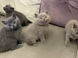 British Shorthair Yuvada Kalan Son Yavru 
