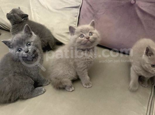 British Shorthair Yuvada Kalan Son Yavru  görsel