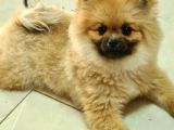 Orange Pomerani̇an Boo Yavrusu