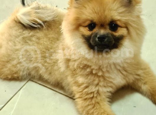 Orange Pomerani̇an Boo Yavrusu