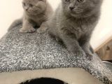 British shorthair yuvada kalan son yavru 