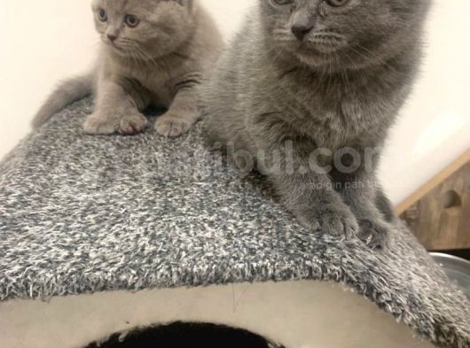 British Shorthair Yuvada Kalan Son Yavru 