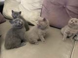British Shorthair Yuvada Kalan Son Yavru 