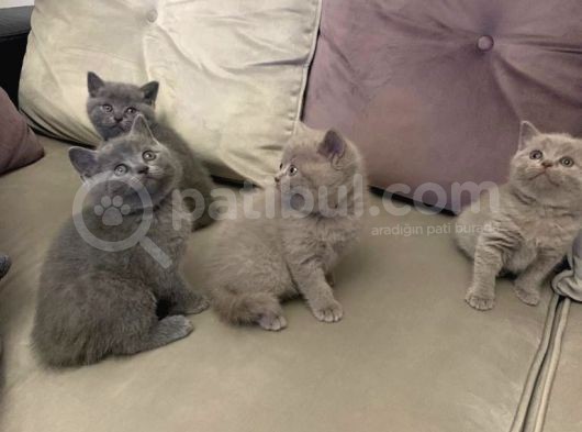 British Shorthair Yuvada Kalan Son Yavru  görsel