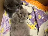 British Shorthair Yuvada Kalan Son Yavru 