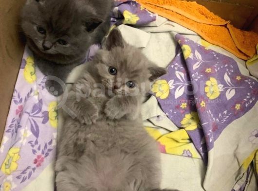 British Shorthair Yuvada Kalan Son Yavru  görsel