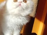 White And Black Bicolor Persian