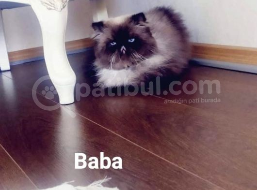 White And Black Bicolor Persian görsel