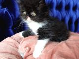 White And Black Bicolor Persian