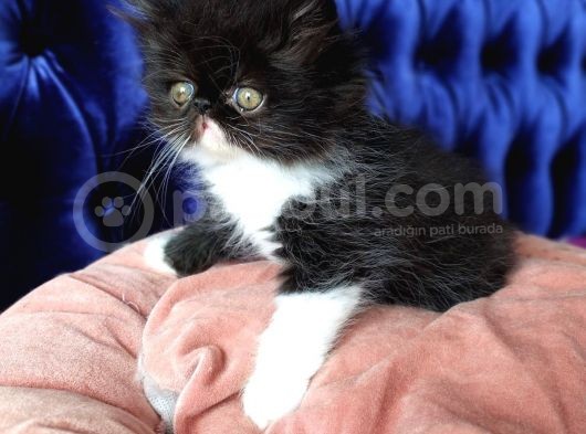 White And Black Bicolor Persian görsel