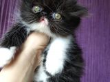 White And Black Bicolor Persian