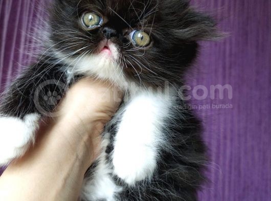 White And Black Bicolor Persian görsel