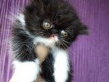 White And Black Bicolor Persian