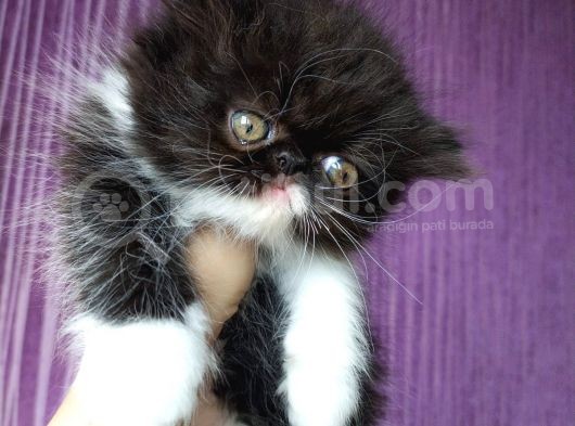 White And Black Bicolor Persian görsel