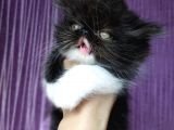 White and Black Bicolor Persian