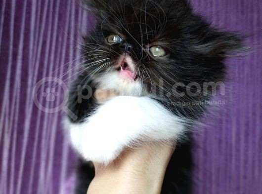 White And Black Bicolor Persian