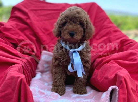 Red Toy Poodle Yavrumuz