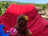 Red Toy Poodle Yavrumuz
