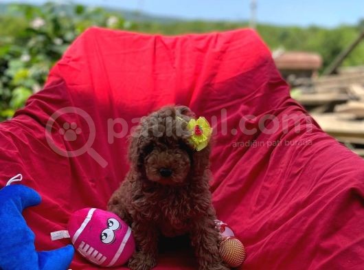 Red Toy Poodle Yavrumuz görsel