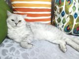 Kedimiz Bulut Bey