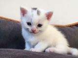Bir Aylik