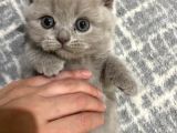 Oyuncu Yavrum Yeni Ailesini Arıyor