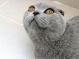 Dişi Scottish Fold 6Aylık