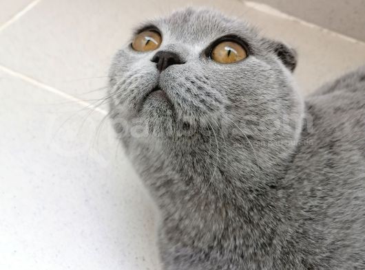 Dişi Scottish Fold 6Aylık görsel