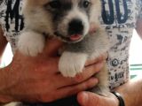 Scrli̇ Japon Akita Inu Yavruları