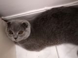 Dişi Scottish Fold 6Aylık
