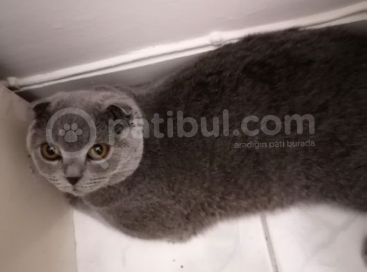 Dişi Scottish Fold 6Aylık görsel