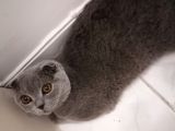 Dişi Scottish Fold 6Aylık