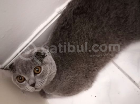 Dişi Scottish Fold 6Aylık görsel