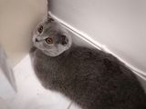 Dişi Scottish Fold 6Aylık