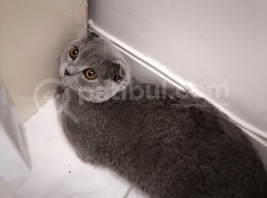 Dişi Scottish Fold 6Aylık görsel