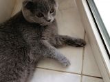 Dişi Scottish Fold 6Aylık