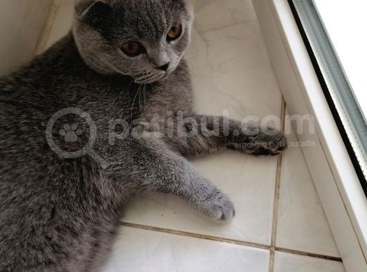 Dişi Scottish Fold 6Aylık görsel