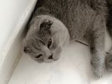 Dişi Scottish Fold 6Aylık