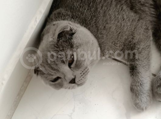 Dişi Scottish Fold 6Aylık görsel