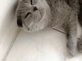 Dişi Scottish Fold 6Aylık