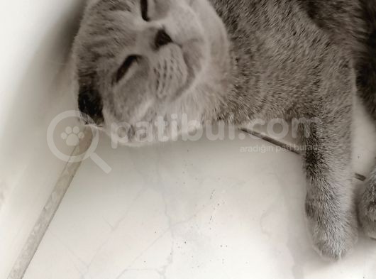 Dişi Scottish Fold 6Aylık görsel
