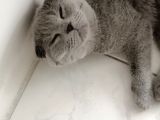 Dişi Scottish Fold 6Aylık