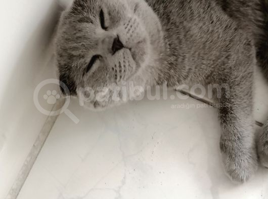 Dişi Scottish Fold 6Aylık görsel